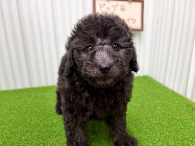 岡山県のトイプードル(トイ) (アミーゴ倉敷店/2026年2月14日生まれ/男の子/グレー)の子犬の2枚目の画像