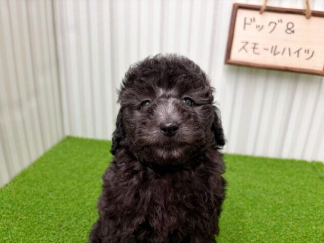 岡山県のトイプードル(トイ) (アミーゴ倉敷店/2026年2月14日生まれ/男の子/グレー)の子犬の3枚目の画像