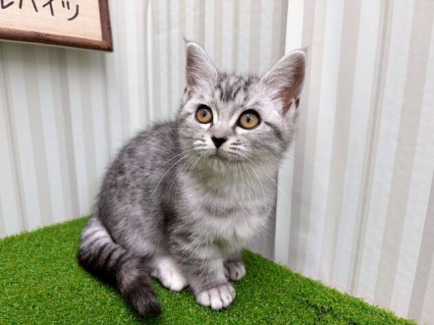 岡山県のマンチカン (アミーゴ倉敷店/2026年1月13日生まれ/女の子/シルバーマッカレルタビー)の子猫の2枚目の画像