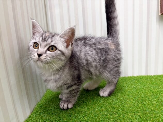 岡山県のマンチカン (アミーゴ倉敷店/2026年1月13日生まれ/女の子/シルバーマッカレルタビー)の子猫の3枚目の画像