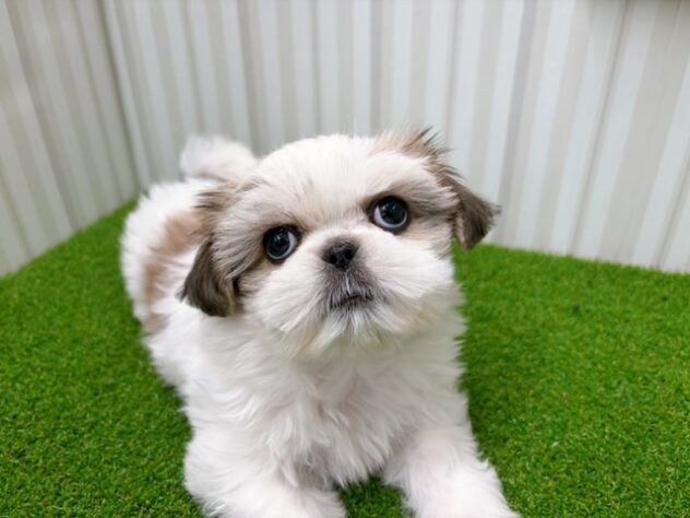 岡山県のハーフ犬・ミックス犬 (アミーゴ倉敷店/2026年2月12日生まれ/女の子/ホワイトゴールド)の子犬の2枚目の画像