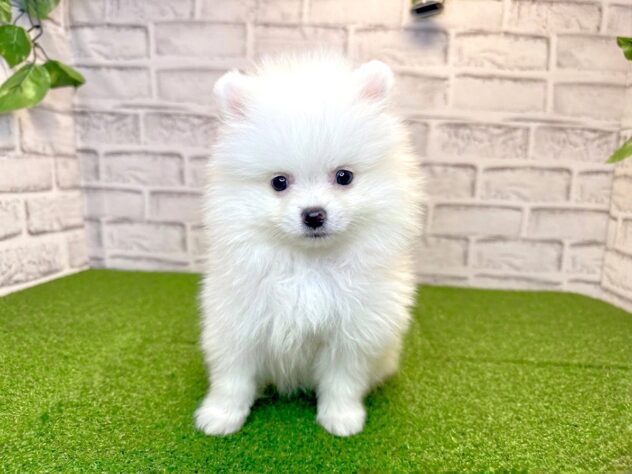 岡山県のポメラニアン (アミーゴ妹尾店/2026年2月26日生まれ/男の子/クリーム)の子犬の1枚目の画像