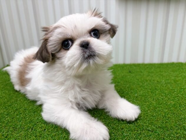 岡山県のハーフ犬・ミックス犬 (アミーゴ倉敷店/2026年2月12日生まれ/女の子/ホワイトゴールド)の子犬の3枚目の画像