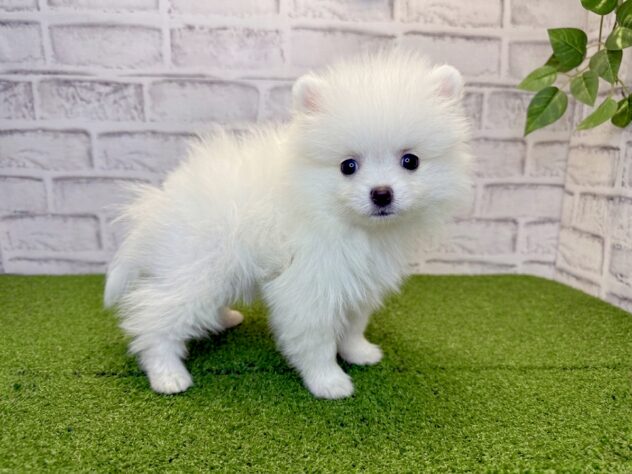 岡山県のポメラニアン (アミーゴ妹尾店/2026年2月26日生まれ/男の子/クリーム)の子犬の2枚目の画像