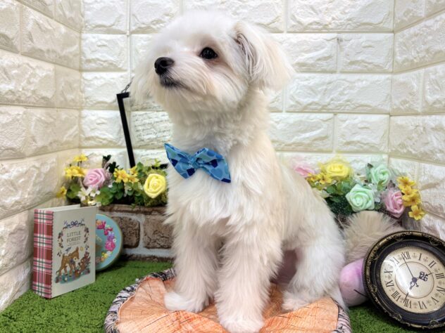 兵庫県のハーフ犬・ミックス犬 (ワンキャラット アミーゴ姫路花田店/2025年8月31日生まれ/男の子/ホワイト)の子犬の4枚目の画像