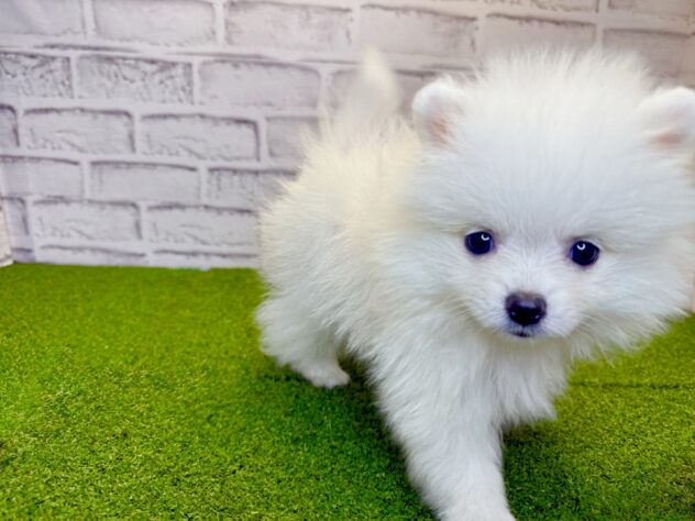 岡山県のポメラニアン (アミーゴ妹尾店/2026年2月26日生まれ/男の子/クリーム)の子犬の3枚目の画像