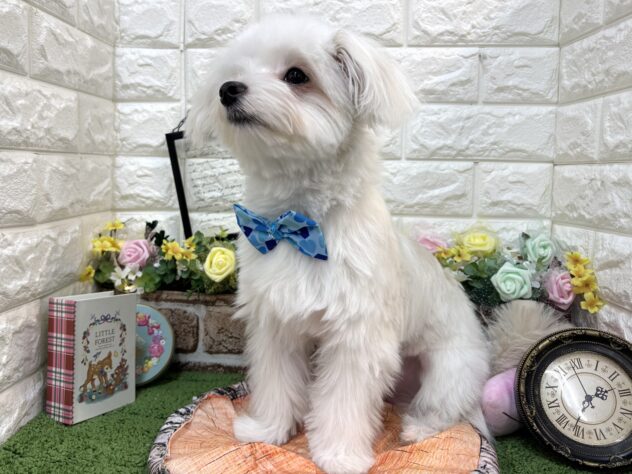 兵庫県のハーフ犬・ミックス犬 (ワンキャラット アミーゴ姫路花田店/2025年8月31日生まれ/男の子/ホワイト)の子犬の3枚目の画像