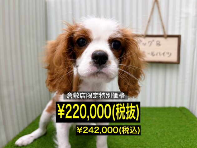 岡山県のキャバリアキングチャールズスパニエル (アミーゴ倉敷店/2026年1月3日生まれ/男の子/ブレンハイム)の子犬の1枚目の画像