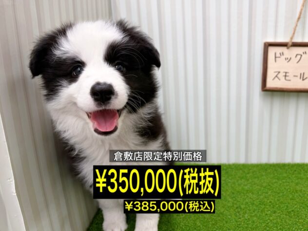 岡山県のボーダーコリー (アミーゴ倉敷店/2026年2月15日生まれ/女の子/ブラックホワイト)の子犬の1枚目の画像