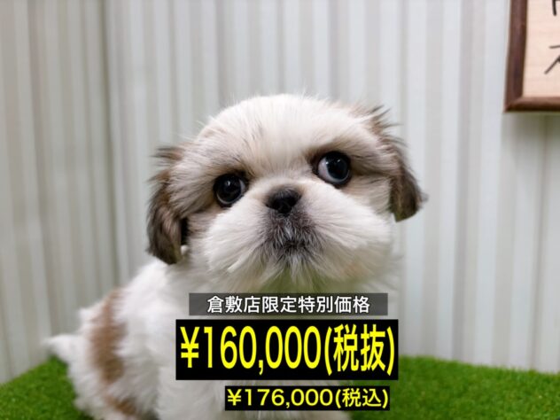 岡山県のハーフ犬・ミックス犬 (アミーゴ倉敷店/2026年2月12日生まれ/女の子/ホワイトゴールド)の子犬の1枚目の画像