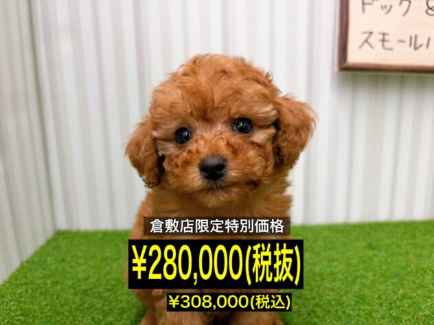 岡山県のトイプードル(トイ) (アミーゴ倉敷店/2026年2月14日生まれ/女の子/アプリコット)の子犬の1枚目の画像