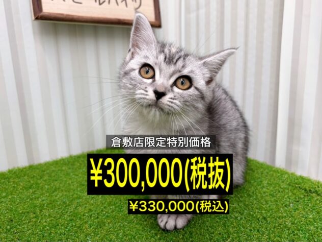 岡山県のマンチカン (アミーゴ倉敷店/2026年1月13日生まれ/女の子/シルバーマッカレルタビー)の子猫の1枚目の画像