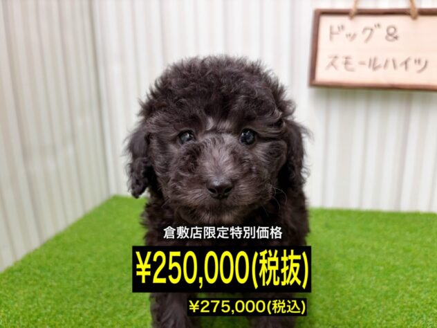 岡山県のトイプードル(トイ) (アミーゴ倉敷店/2026年2月14日生まれ/男の子/グレー)の子犬の1枚目の画像