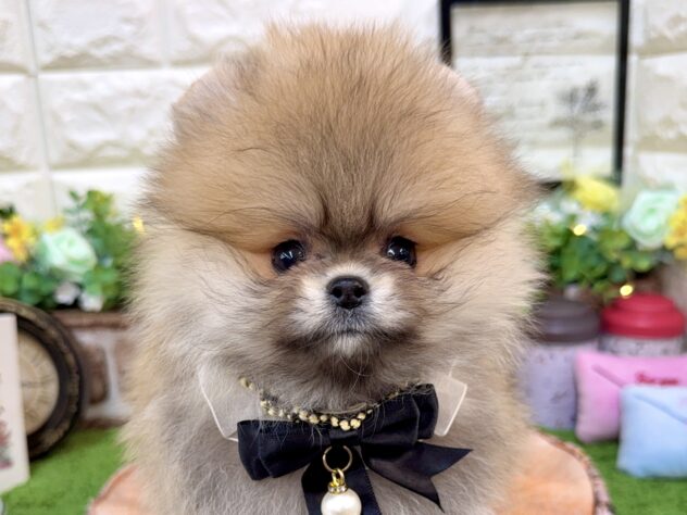 兵庫県のポメラニアン (ワンキャラット アミーゴ姫路花田店/2026年2月22日生まれ/女の子/ウルフセーブル)の子犬の1枚目の画像
