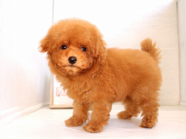 兵庫県のトイプードル(トイ) (ペット・プラザ アミーゴ神戸灘店/2026年1月30日生まれ/男の子/レッドフォーン)の子犬の4枚目の画像