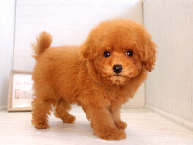 兵庫県のトイプードル(トイ) (ペット・プラザ アミーゴ神戸灘店/2026年1月30日生まれ/男の子/レッドフォーン)の子犬の2枚目の画像