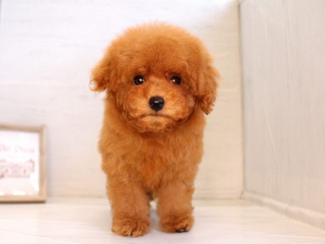 兵庫県のトイプードル(トイ) (ペット・プラザ アミーゴ神戸灘店/2026年1月30日生まれ/男の子/レッドフォーン)の子犬の3枚目の画像