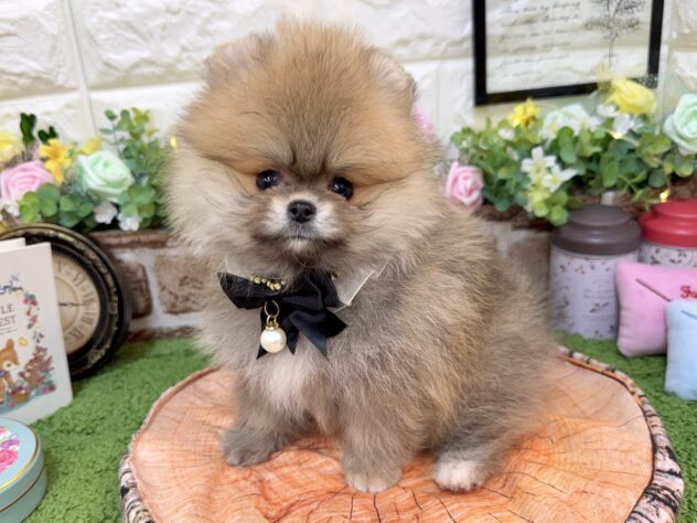 兵庫県のポメラニアン (ワンキャラット アミーゴ姫路花田店/2026年2月22日生まれ/女の子/ウルフセーブル)の子犬の2枚目の画像