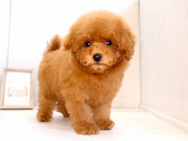 兵庫県のトイプードル(トイ) (ペット・プラザ アミーゴ神戸灘店/2026年1月30日生まれ/男の子/レッドフォーン)の子犬の1枚目の画像