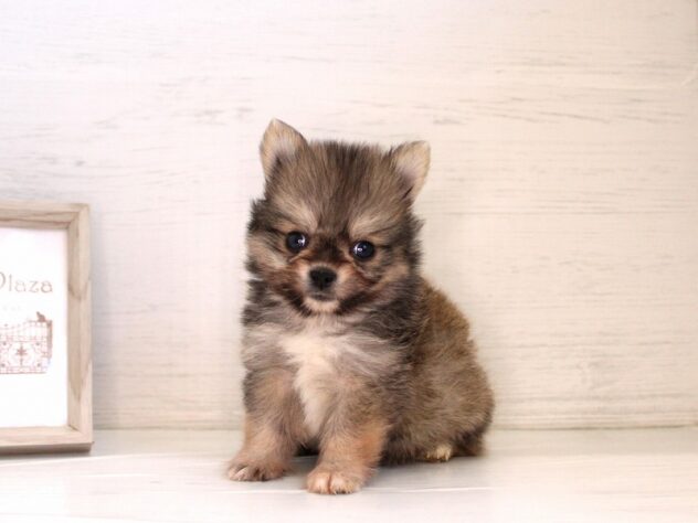 兵庫県のハーフ犬・ミックス犬 (ペット・プラザ アミーゴ神戸灘店/2026年1月31日生まれ/男の子/レッド)の子犬の1枚目の画像