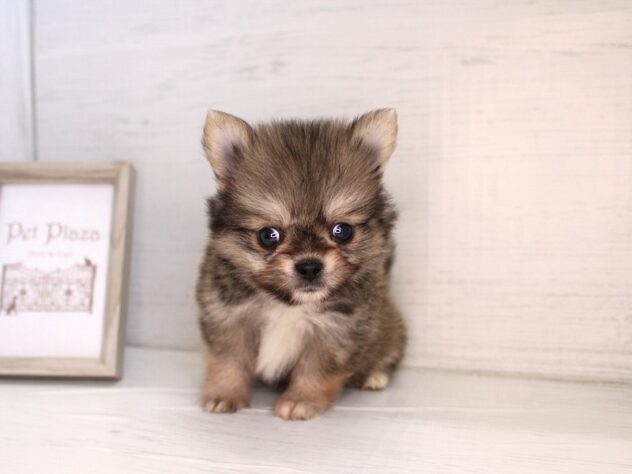 兵庫県のハーフ犬・ミックス犬 (ペット・プラザ アミーゴ神戸灘店/2026年1月31日生まれ/男の子/レッド)の子犬の4枚目の画像