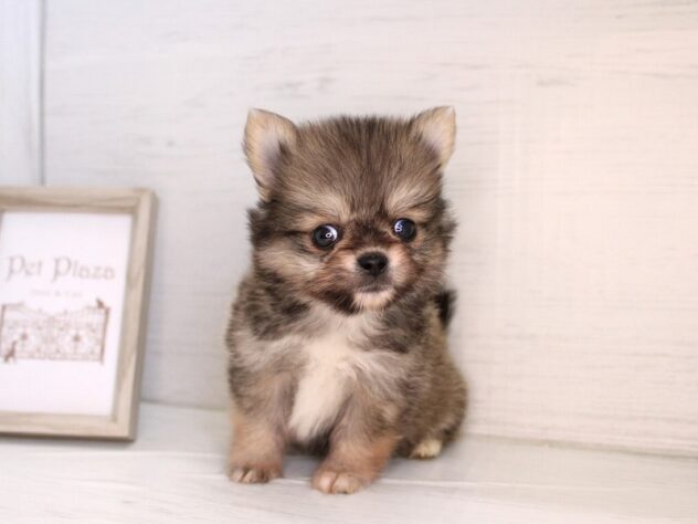 兵庫県のハーフ犬・ミックス犬 (ペット・プラザ アミーゴ神戸灘店/2026年1月31日生まれ/男の子/レッド)の子犬の3枚目の画像