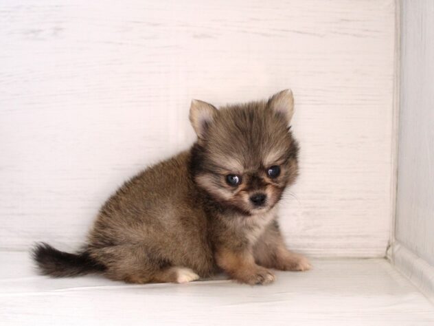 兵庫県のハーフ犬・ミックス犬 (ペット・プラザ アミーゴ神戸灘店/2026年1月31日生まれ/男の子/レッド)の子犬の2枚目の画像