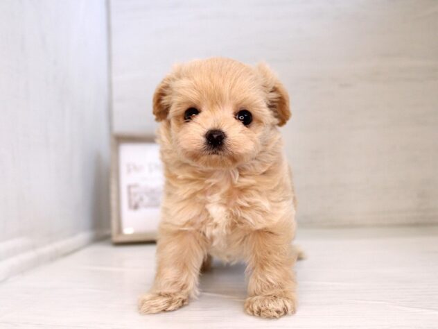 兵庫県のハーフ犬・ミックス犬 (ペット・プラザ アミーゴ神戸灘店/2026年1月30日生まれ/男の子/クリーム)の子犬の3枚目の画像