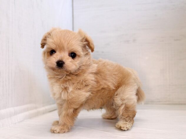 兵庫県のハーフ犬・ミックス犬 (ペット・プラザ アミーゴ神戸灘店/2026年1月30日生まれ/男の子/クリーム)の子犬の4枚目の画像