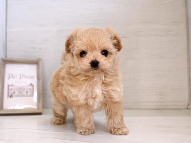 兵庫県のハーフ犬・ミックス犬 (ペット・プラザ アミーゴ神戸灘店/2026年1月30日生まれ/男の子/クリーム)の子犬の1枚目の画像