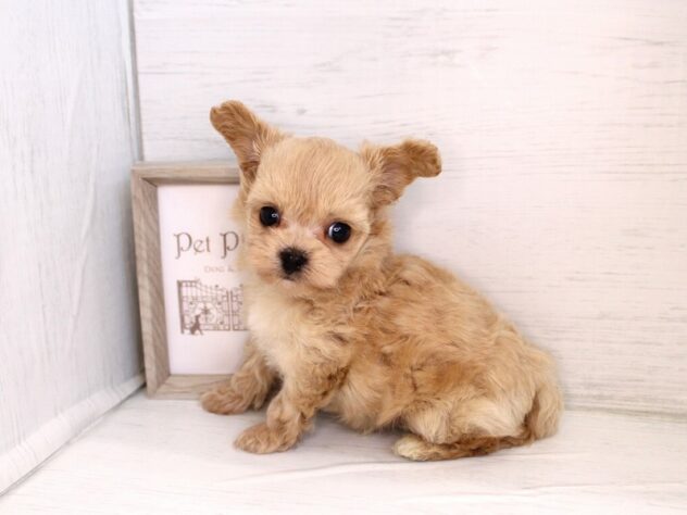 兵庫県のハーフ犬・ミックス犬 (ペット・プラザ アミーゴ神戸灘店/2026年1月30日生まれ/男の子/クリーム)の子犬の3枚目の画像