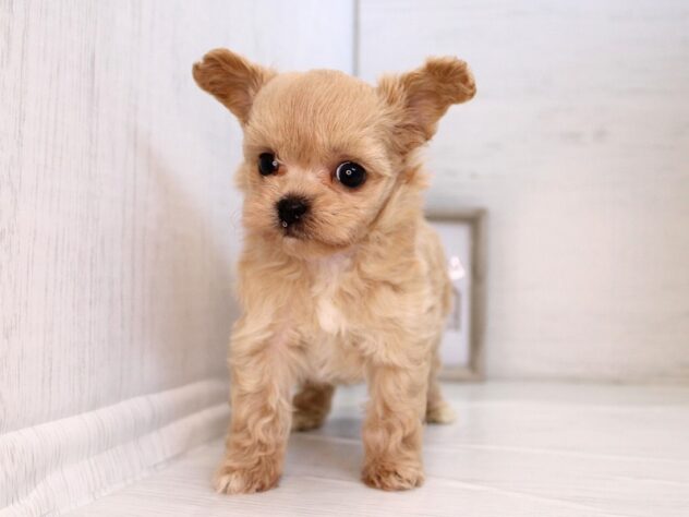 兵庫県のハーフ犬・ミックス犬 (ペット・プラザ アミーゴ神戸灘店/2026年1月30日生まれ/男の子/クリーム)の子犬の2枚目の画像