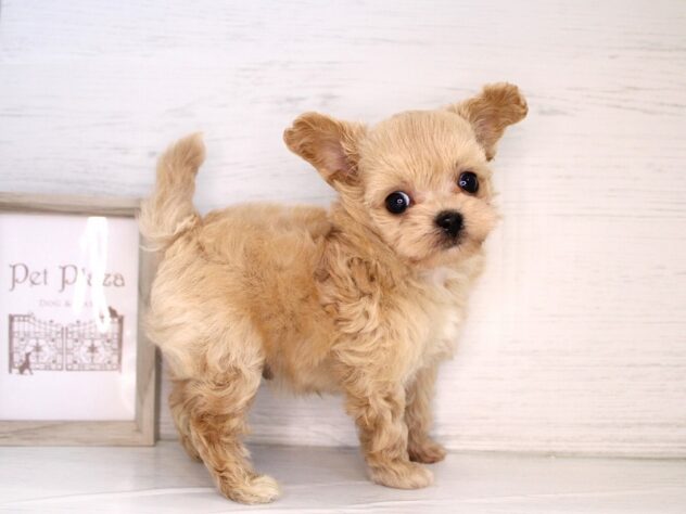 兵庫県のハーフ犬・ミックス犬 (ペット・プラザ アミーゴ神戸灘店/2026年1月30日生まれ/男の子/クリーム)の子犬の1枚目の画像