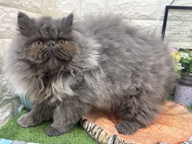 兵庫県のエキゾチック (ワンキャラット アミーゴ姫路花田店/2025年12月6日生まれ/男の子/ブルー)の子猫の3枚目の画像