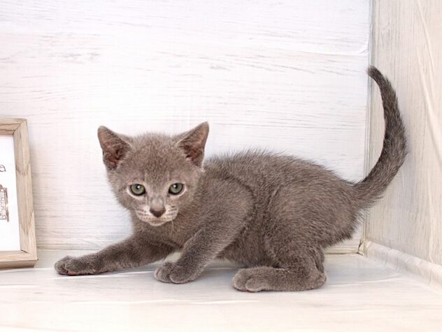 兵庫県のロシアンブルー (ペット・プラザ アミーゴ神戸灘店/2026年2月1日生まれ/男の子/ブルー)の子猫の2枚目の画像