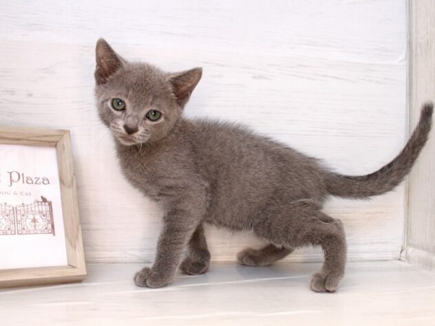 兵庫県のロシアンブルー (ペット・プラザ アミーゴ神戸灘店/2026年2月1日生まれ/男の子/ブルー)の子猫の3枚目の画像