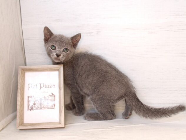 兵庫県のロシアンブルー (ペット・プラザ アミーゴ神戸灘店/2026年2月1日生まれ/男の子/ブルー)の子猫の4枚目の画像