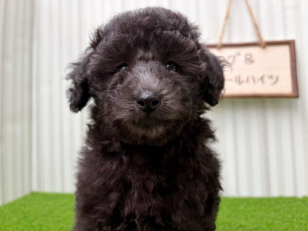 岡山県のトイプードル(トイ) (アミーゴ倉敷店/2026年2月14日生まれ/男の子/グレー)の子犬の2枚目の画像