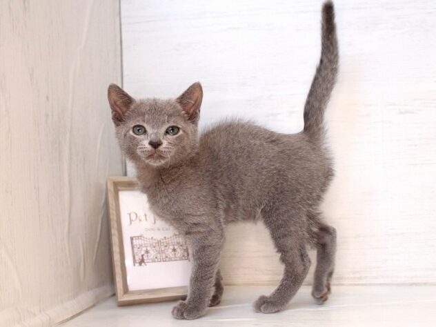 兵庫県のロシアンブルー (ペット・プラザ アミーゴ神戸灘店/2026年2月1日生まれ/男の子/ブルー)の子猫の1枚目の画像