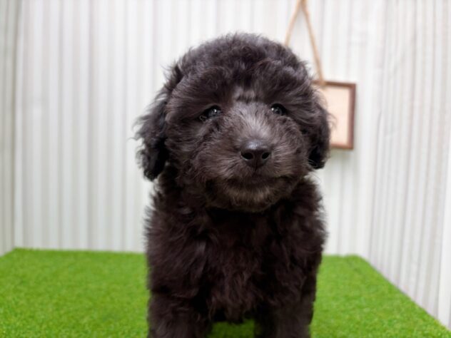 岡山県のトイプードル(トイ) (アミーゴ倉敷店/2026年2月14日生まれ/男の子/グレー)の子犬の3枚目の画像