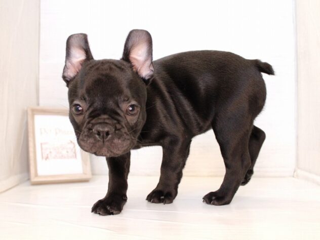 兵庫県のフレンチブルドッグ (ペット・プラザ アミーゴ神戸灘店/2026年1月30日生まれ/男の子/ブリンドル)の子犬の4枚目の画像