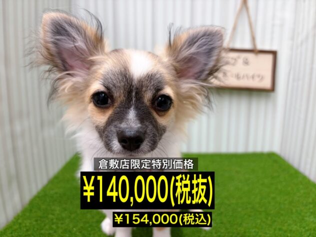 岡山県のチワワ(ロング) (アミーゴ倉敷店/2025年11月16日生まれ/男の子/レッドホワイト)の子犬の1枚目の画像