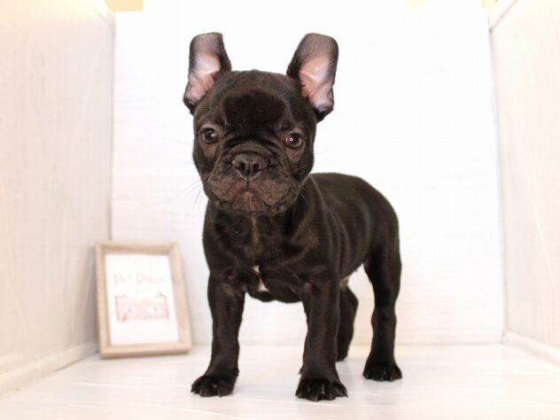 兵庫県のフレンチブルドッグ (ペット・プラザ アミーゴ神戸灘店/2026年1月30日生まれ/男の子/ブリンドル)の子犬の1枚目の画像