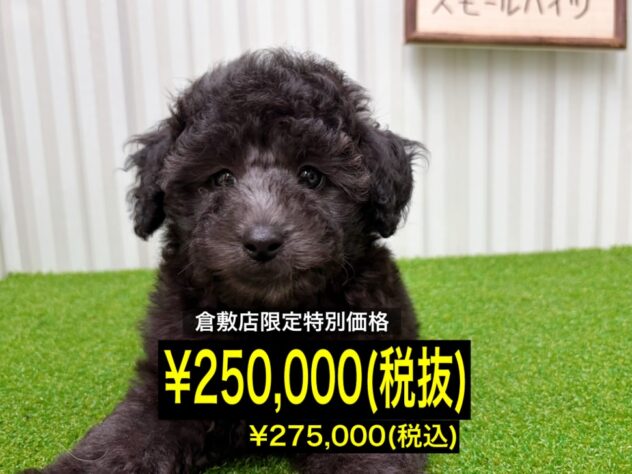 岡山県のトイプードル(トイ) (アミーゴ倉敷店/2026年2月14日生まれ/男の子/グレー)の子犬の1枚目の画像