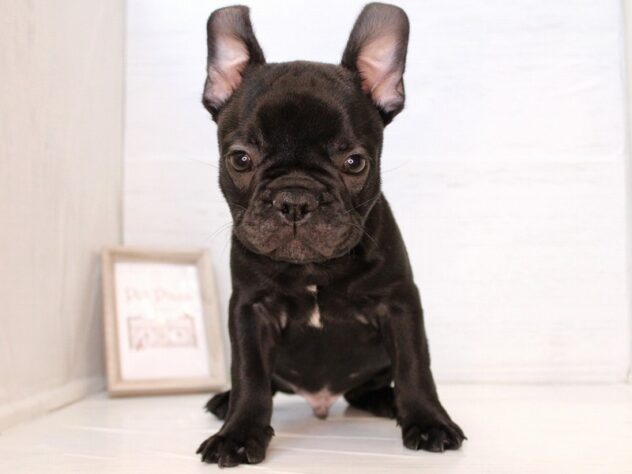 兵庫県のフレンチブルドッグ (ペット・プラザ アミーゴ神戸灘店/2026年1月30日生まれ/男の子/ブリンドル)の子犬の3枚目の画像