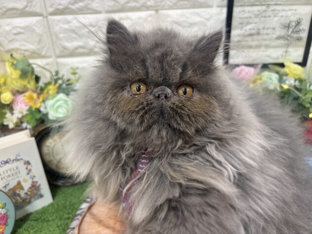 兵庫県のエキゾチック (ワンキャラット アミーゴ姫路花田店/2025年12月6日生まれ/男の子/ブルー)の子猫の1枚目の画像