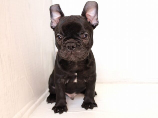 兵庫県のフレンチブルドッグ (ペット・プラザ アミーゴ神戸灘店/2026年1月30日生まれ/男の子/ブリンドル)の子犬の2枚目の画像