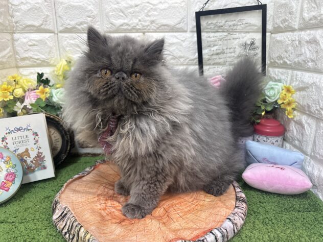 兵庫県のエキゾチック (ワンキャラット アミーゴ姫路花田店/2025年12月6日生まれ/男の子/ブルー)の子猫の2枚目の画像