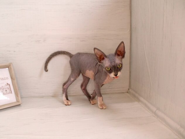 兵庫県のスフィンクス (ペット・プラザ アミーゴ神戸灘店/2026年2月4日生まれ/男の子/ブルーホワイト)の子猫の3枚目の画像