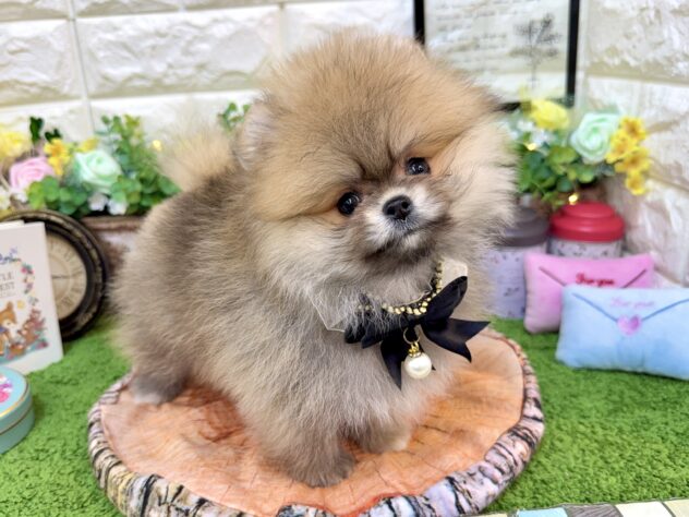 兵庫県のポメラニアン (ワンキャラット アミーゴ姫路花田店/2026年2月22日生まれ/女の子/ウルフセーブル)の子犬の4枚目の画像